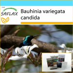 SAFLAX - Kingikomplekt - Valge orhideepuu - 5 seemet - Koos kinkekarbi, kaardi, etiketi ja potisubstraadiga - Bauhinia variegata candida