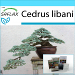 SAFLAX &ndash; kinkekomplekt &ndash; Bonsai &ndash; Liibanoni seeder &ndash; 20 seemet &ndash; Koos kinkekarbi, kaardi, etiketi ja potisubstraadiga &ndash; Cedrus libani