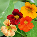 K&auml;&auml;bus nasturtium Tom, kaunid lilleseemned aeda, 5g
