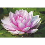 5D teemantmaal roosililled maastiku ristpistega 5D DIY lille teemanttikandid 20X30CM