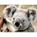 Teemant 5D Teemantmaal Koala Teemanttikandid Ristpistes Rhinestone Mosaiic Maalimine 20X30CM