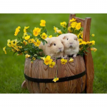 Uus 5D DIY Teemantmaaling Hamster Teemanttikandid Loomade Ristpistes T&auml;isringi puur K&auml;sit&ouml;&ouml; Kodukaunistus K&auml;sitsi kingitus Full Round 20x30CM