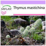 SAFLAX - T&uuml;&uuml;miani mastiks - 250 seemet - Thymus mastichina
