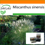 SAFLAX - Aed kotis - Hiina h&otilde;behein - 200 seemet - Substraadiga sobivas p&uuml;stises kotis - Miscanthus sinensis