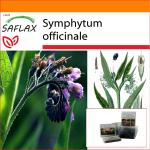 SAFLAX - Aed kotis - Comfrey - 15 seemet - Substraadiga sobivas p&uuml;stises kotis - Symphytum officinale