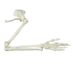 Inimeskelett K&auml;si Skeletons Uuringumudel Meditsiiniline Anatoomiline Mudel K&auml;e Skeleti Mudel Elusuuruses Inimese K&auml;e Liigese Mudel 1