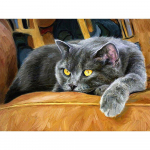 Teemantmaali kassi multifilm Rhinestone ristpistes komplekt Teemanttikandid Loom Teemantmosaiik 20X30CM