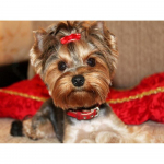 Teemantv&auml;rvimine Yorkshire'i terjer koer Teemanttikandid Loomad Rhinestone'i pildid 20X30CM