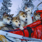 Teemantmosaiigist kelgukoerte kivid pildid ristpistes 5D DIY teemantmaal 30x30CM