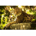 Teemantmaal Lazy Big Cat &ndash; Panther King Teemanttikandid Ristpistes Rhinestone 20X30CM