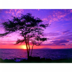 5D isetehtud teemantmaaling lilla puu teemanttikandid ristpistes kodukaunistus k&auml;sitsi valmistatud kingitused Round 20x30cm