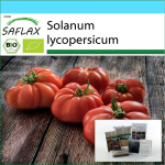 SAFLAX - Kinkekomplekt - Orgaaniline - Tomat - Rouge de Marmande - 10 seemet - Koos kinkekarbi, kaardi, etiketi ja potisubstraadiga - Solanum lycopersicum