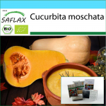 SAFLAX - kinkekomplekt - Orgaaniline - Suvik&otilde;rvits - Butternut - 6 seemet - Koos kinkekarbi, kaardi, etiketi ja potisubstraadiga - Cucurbita moschata