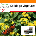 SAFLAX - Aed kotis - Kuldvits - 100 seemet - Substraadiga sobivas p&uuml;stijas kotis - Solidago virgaurea