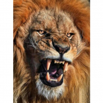 5D DIY Teemantmaal Loom L&otilde;vi Teemanttikandid Rhinestone Art Pilt Mosaiik Mosaiik K&auml;sihelmestega Kodukaunistuse kingitus Full Round 30x40CM