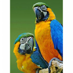 Isetegija 5d teemantmaal T&auml;isringi puur Papagoi kleebis Mosaiik Ristpistes Loom Tikand Lind Kodukaunistus Seinakunst Kingitus Full Round 60x90CM