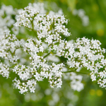 Palderjani 0,2g k&ouml;&ouml;giviljaseemneid aeda, suured saagid