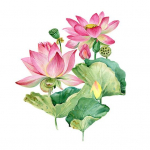 Suve Lotus Flower WC kleebis Eemaldatav isekleepuv veekindel PVC elutuba Vannitoa seinakunst lilleline tualettruumi kaane kaunistuskleebis Little Flower