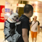 Vastupidav Suure Koera Kandekott-Seljakott-Hingav Reguleeritav V&auml;listingimustes Kott Praktiline Matkamine Lemmikloomatarbed Kuldsele Retriiverile Bulldogile M hall v&auml;rv