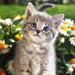 T&auml;ispuur &uuml;mmargune/ruudukujuline teemantmaaling kass 5D DIY teemanttikandid looma mosaiik ristpistes seinakunst k&auml;sitsi valmistatud kingitus Full Round 60x60CM hall