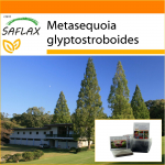 SAFLAX - Aed kotis - Dawn Redwood - 60 seemet - Substraadiga sobivas p&uuml;stises kotis - Metasequoia glyptostroboides