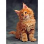 DIY 5d Teemantmaal T&auml;isringi puur Kass Teemanttikandid Loomad Pilt Ristpistes Mosaiik Seinakunst Kingitus Kodukaunistus Full Round 20x30CM