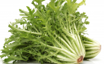 100 Graines de Chicor&eacute;e Fris&eacute;e
