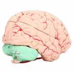 Inimese aju mudel anatoomia lastele neuroteaduste &otilde;ppimine kolju spetsiaalne vorm kooli kodu jaoks