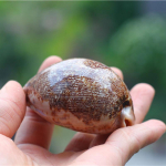 Natural Shell Conch Map Snail Collection Creative Gift Akvaariumi kaunistus