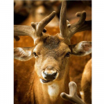 Teemantmaal ristpistes punane sika hirv loom teemanttikandid &uuml;mmargune puurmosaiik kodukaunistus 20X30CM