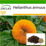 SAFLAX - K&auml;&auml;bus p&auml;evalill - 40 seemet - Potisubstraadiga paremaks kasvatamiseks - Helianthus annuus