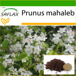 SAFLAX - Mahaleb Cherry - 30 seemet - Potisubstraadiga paremaks kasvatamiseks - Prunus mahaleb