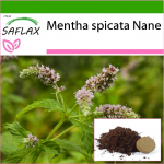 SAFLAX - Mehhiko nana piparm&uuml;nt - 500 seemet - Potisubstraadiga paremaks kasvatamiseks - Mentha spicata