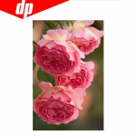 Lilleline roosa teemanttikandid 5D DIY teemantristpistega pildikomplekt t&auml;isringi teemantmosaiik 20X30