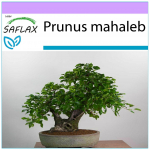 SAFLAX - Bonsai - Mahaleb Cherry - 30 seemet - Prunus mahaleb