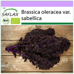 SAFLAX &ndash; Orgaaniline &ndash; Lehtkapsas &ndash; Redbor &ndash; 50 seemet &ndash; Brassica oleracea
