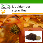 SAFLAX - American Sweet Gum - 100 seemet - Potisubstraadiga paremaks kasvatamiseks - Liquidamber styraciflua
