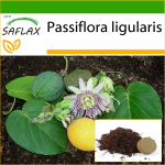 SAFLAX - Sweet Granadilla - 20 seemet - Potisubstraadiga paremaks kasvatamiseks - Passiflora ligularis