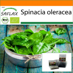 SAFLAX - Aed kotis - Orgaaniline - Spinat - Hiiglaslik talv - 250 seemet - Substraadiga sobivas p&uuml;stises kotis - Spinacia oleracea