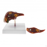 Inimese haige maksa mudel, varustus