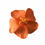 Moekad Lilledega Juukseklambrid Naistele, B&ouml;&ouml;mimaa Stiilis BB-Klambrid Tukkadele, Juukseklambrid, Juukseklamber, Ranna Puhkus, T&uuml;drukute Juukseaksessuaarid One Size