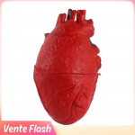 Dioche C&oelig;ur Humain Faux en Latex Taille R&eacute;elle Prop Halloween Effrayant