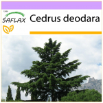 SAFLAX &ndash; India seeder &ndash; 35 seemet &ndash; Cedrus deodara