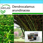 SAFLAX - Kingikomplekt - Suur okasbambus - 50 seemet - Koos kinkekarbi, kaardi, etiketi ja potisubstraadiga - Dendrocalamus arundinacea
