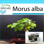 SAFLAX - Kinkekomplekt - Bonsai - Valge mooruspuu - 200 seemet - Koos kinkekarbi, kaardi, etiketi ja potisubstraadiga - Morus alba