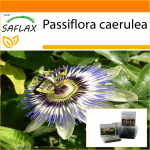 SAFLAX - Aed kotis - Kannatuslill - 25 seemet - Substraadiga sobivas p&uuml;stijas kotis - Passiflora caerulea