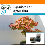 SAFLAX - Aed kotis - Bonsai - American Sweet Gum - 100 seemet - Substraadiga sobivas p&uuml;stises kotis - Liquidamber styraciflua