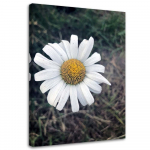 L&otilde;uendiprint Camomile Flower Nature 40x60 roheline
