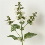 200 Graines de Marrube blanc (Marrubium vulgare)