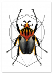 Plakat robak owad geometria 21x29,7 cm A4